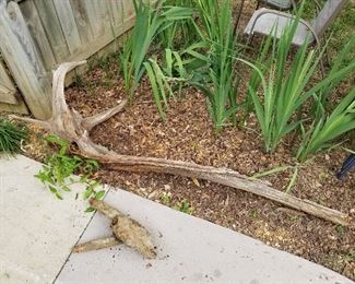 #22	Driftwood 73" Long	 $30.00 
