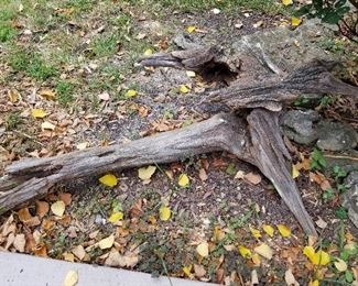 #21	Driftwood (cross shaped)  1 piece  43x44	 $25.00 
