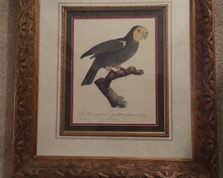 Parrot lithograph