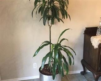 Two 6-7' Foot Tall Tree/Plants in Metal Planters
https://ctbids.com/#!/description/share/171544