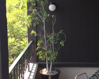 7 Foot Tall Tree in Brown Ceramic Planter https://ctbids.com/#!/description/share/171545