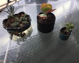 3 Planters With Succulents https://ctbids.com/#!/description/share/171546