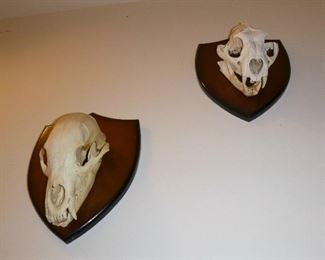 skulls
