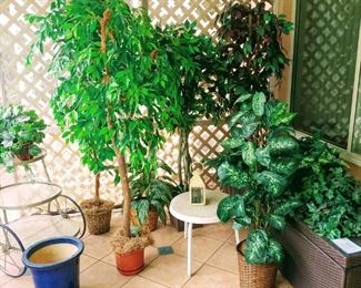 Silk Plants