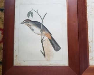 Bird prints in wood frames