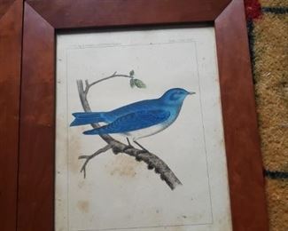 Blue bird print