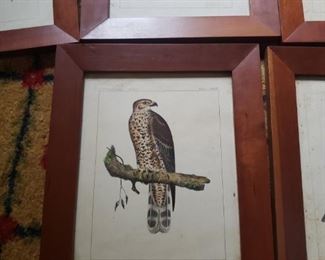 Hawk print