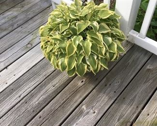Live Plants