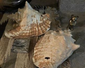 large conch shells