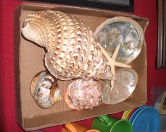 nice collection of sea shells