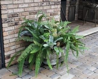 fern