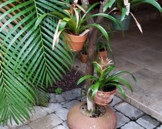 patio plants