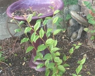 Birdbath