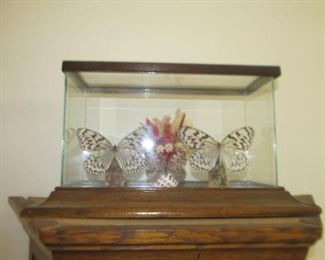 Decorator butterflies