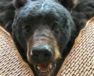  Bear Skin Rug - Barry Peterson Taxidermy