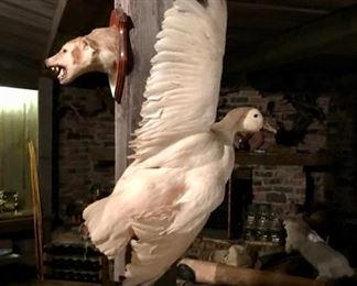 Collection of Taxidermy 