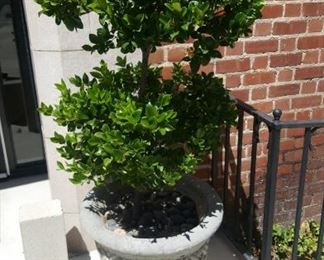 Planter with tree...