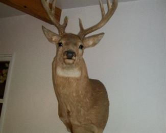 Deer Mount