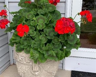 Matching Vintage Cement urn with beautiful live flowers 