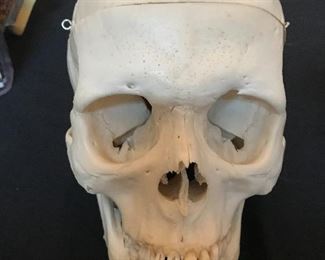 Medical school human skull