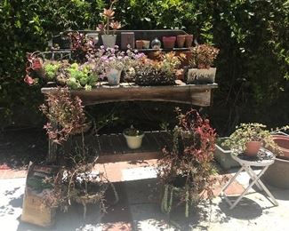 Succulents, Succulents, Succulents, Wood table too!