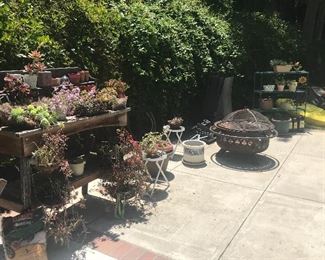 Succulents, Fire Pit