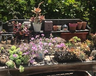 Various Succulents