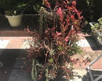 Hanging Succulents