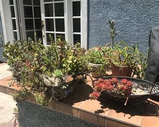 Various Succulents