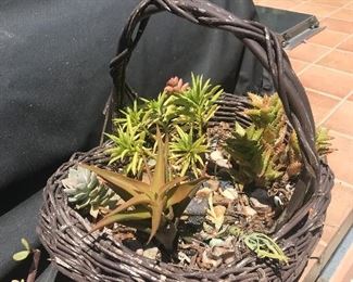 Amazing Succulent Basket