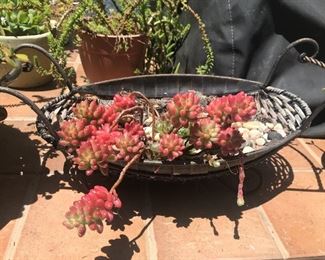Succulents