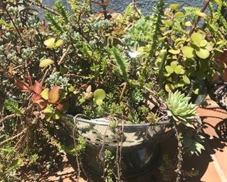 Various Succulents