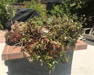 Huge 2-3 foot long Succulent display