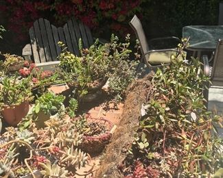 Various Succulents