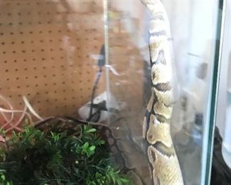 Female Pastel Ball Python with Set up
