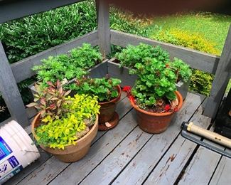 mature potted plants gathering for book club (Fifty Shades of Grey)