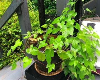 This one is named Myrtle and she married Ethyl's ex-husband