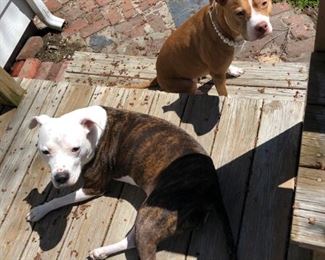 Ladybug (top) and Gracie - NOT FOR SALE