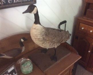 Goose with a band. Taxidermy by and professional