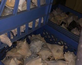 Massive seashell collection