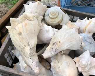 Hudge huge collection of seashells