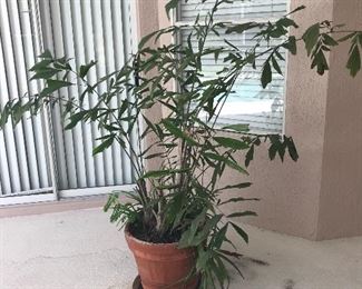 Large live plant