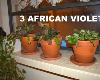 There are twice this many African Violets, if not more. And some other potted plants.