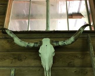not quite a longhorn but cool!