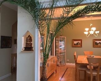 Large wonder live plants - (Dining room table NFS)