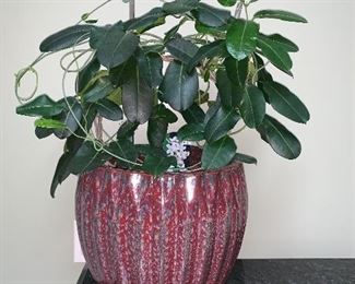 Large wonder live plants