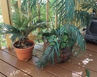 plants
