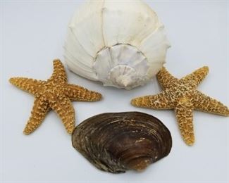 starfish and seasehells