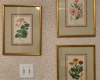 Botanical Prints