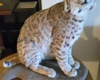 Taxidermy Bobcat